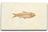 Detailed Fossil Fish (Knightia) - Wyoming #357557-1